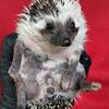 Hedgehogs Black Algerian Babies for Sale