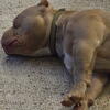 Pocket/micro Bully male