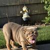 English Bulldog