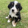 Bernese Australian shepherds