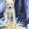 Mini pomsky reduced price