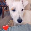 Jack Russel Terrier 