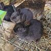Purebred Rabbits for Sale-Search Our Listings on Hoobly and Find Your New Furry Friend Today!