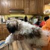Shih-Tzu Puppy