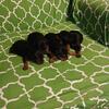 Miniature Pinscher