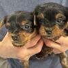 Adorable AKC Yorkie Puppies Available