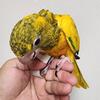 Queen of Bavaria, Golden conures babies.