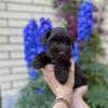 Pretty Puppies, Miniature Schnauzer