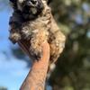 Yorkie-Poo Puppies 