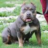 Abkc American Bully female 3 years old