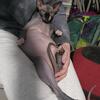 Sphynx Kitty looking for his forever home