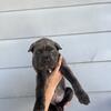 AKC Cane Corso