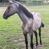Gray Registered Friesian Sport Horse Colt 3500