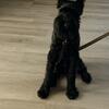 Full Bred Giant Schnauzer for Rehoming (No Papers) 