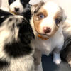 Australian Shepherd Puppies for Sale