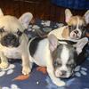 Akc registered French bulldog puppy available
