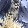  Mini pomsky reduced price 