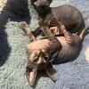 Sphynx Kittens - Male
