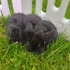 Baby bunnies
