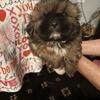 Shihtzu 