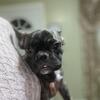 Female Frenchie Puppies