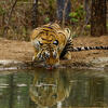 Kanha Jungle Safari Booking 2025 – Online Reservation with MP Jungle Safari