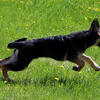 Pure DDR Eastern German Shepherd puppies Rogers City Michigan 49779 taken orders