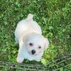 Teddy-bear puppies  !