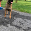 Belgain Malinois