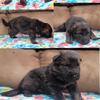 DDR/Czech German Shepherd Puppies