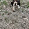 AKC English Springer Spaniel Stud Service 
