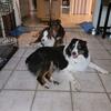 Australian Shepherd FOR STUD NSDR/CKC