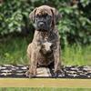 Brindle Female Cane Corso Puppy Minnesota Iowa Wisconsin