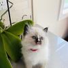 Ragdoll kittens