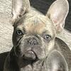 Blue Fawn AKC Registered French Bulldog Puppy