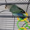 Lovebirds peach faced