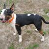 Bull terrier stud tri color