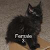 TICA Registered Maine Coon kittens 