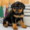 Healthy Rottweiler Puppies
