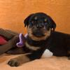 AKC German Rottweiler Puppies