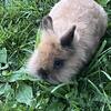 Lionhead buck rabbit $30