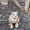 American Bully