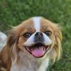 Female brown & white Japanese Chin