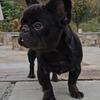 French bulldog male