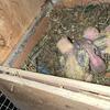 Four Proven Breeder pairs of lovebirds