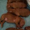 Standard POODLE & PUPPIES - Standard / Large / BIG / Royal sized / Pony-sized RED puppies