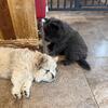 Chow Chow puppies