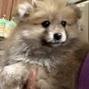 Pomeranian puppy