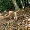 Xl American bully