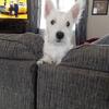 West Highland terrier 